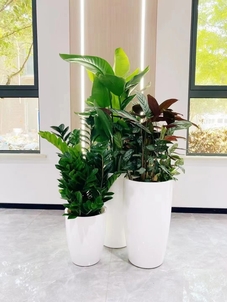 价格实惠的盆景出租，就在宁波奉化！